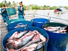 Mỹ tăng thuế bất hợp lý lên cá tra Việt Nam