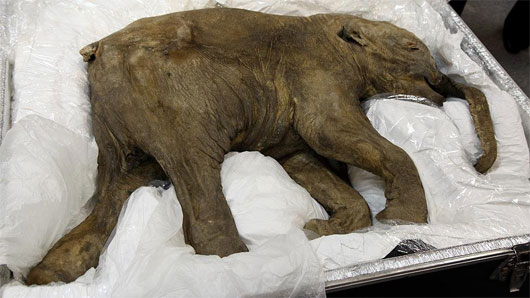 Trưng bày voi ma mút 42.000 năm tuổi